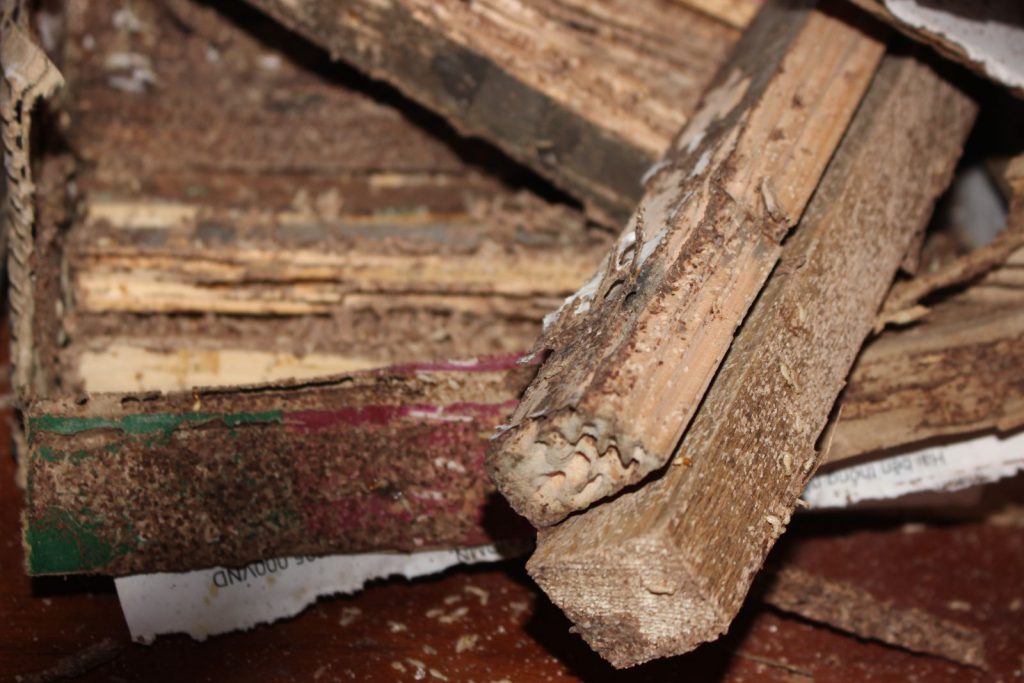 Khảo sát diệt mối tận gốc